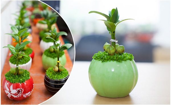 Cây may mắn để bàn đẹp