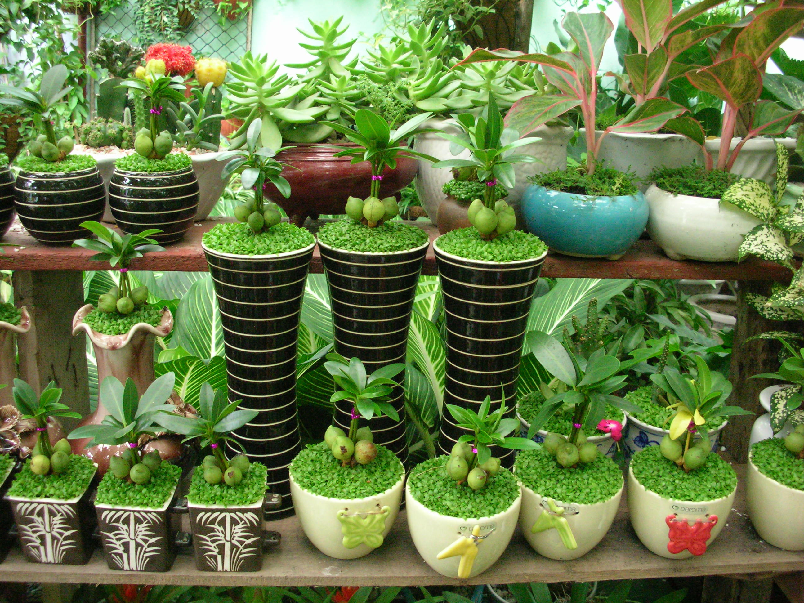 Giải đáp về cây may mắn – món quà tặng đầy ý nghĩa