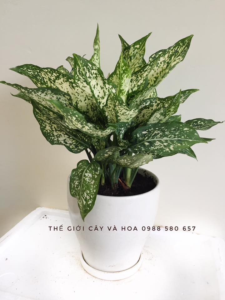 cay-ngoc-ngan-co-y-nghia-gi