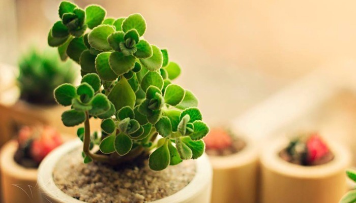 Nhất mạt hương điều mà bạn muốn biết