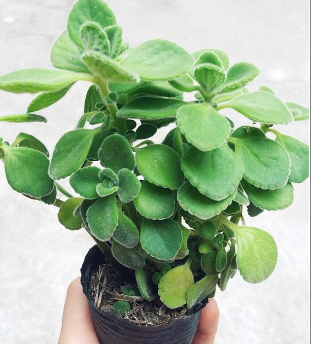 Nhất mạt hương điều mà bạn muốn biết