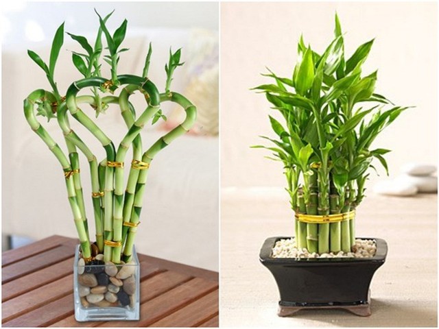 Cây phát tài để bàn đẹp