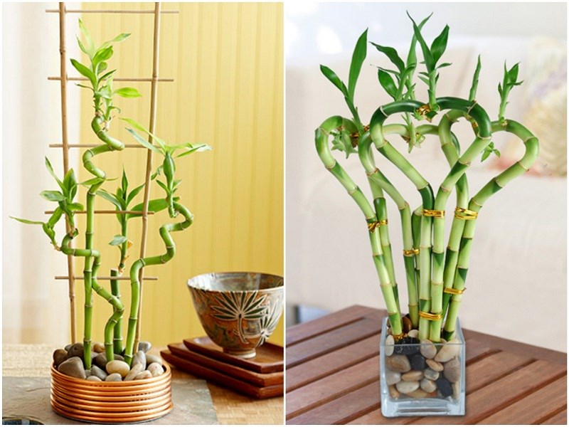 Cây phát tài để bàn đẹp