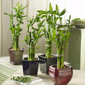 Cây phát tài để bàn đẹp