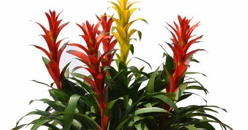 Cây phong lộc hoa có ý nghĩa gì, mua cây ở đâu?