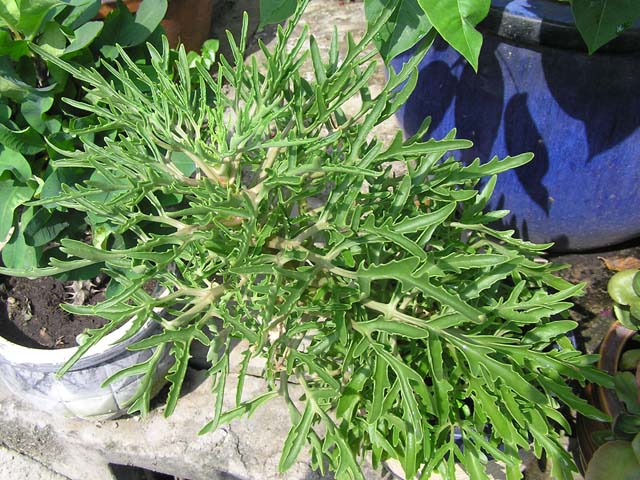 Đặc điểm và công dụng của cây sừng hưu