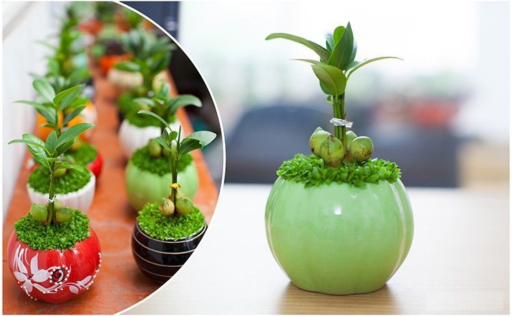 Vì sao nên chọn cây tài lộc để bàn làm việc