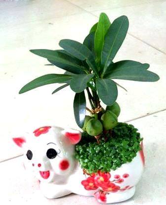 Vì sao nên chọn cây tài lộc để bàn làm việc