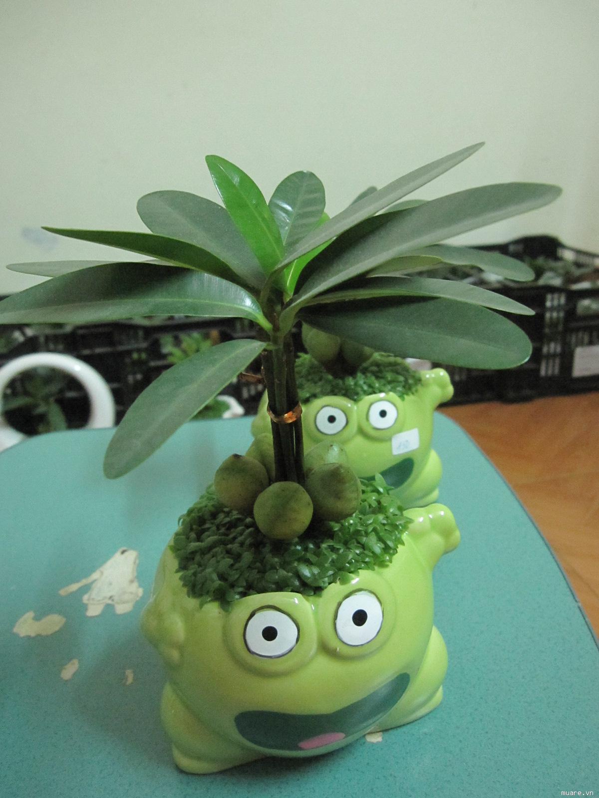 Vì sao nên chọn cây tài lộc để bàn làm việc