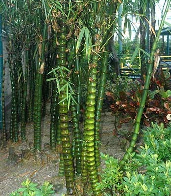 Cây trúc phật bà – Trúc quan âm