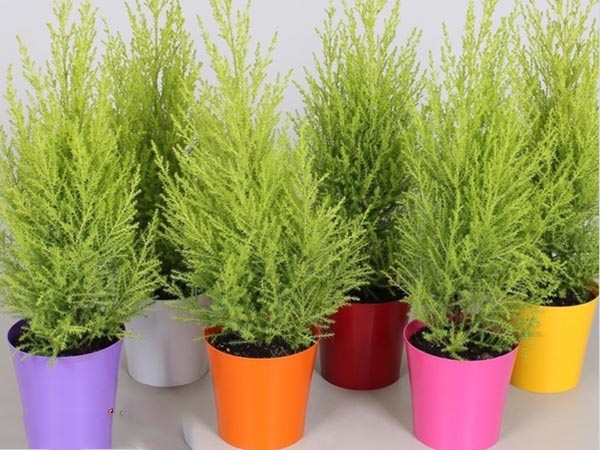 Cây tùng thơm4