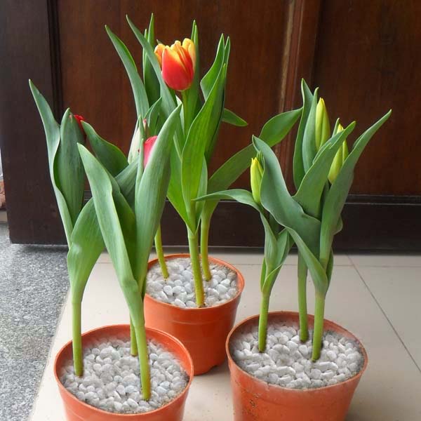 tuổi con trâu, tuổi sửu hợp với cây gì tulip