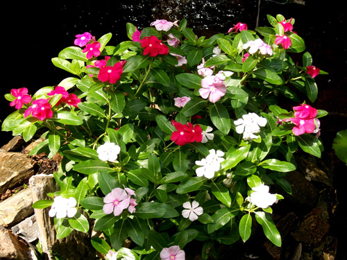 Công dụng chữa bệnh của cây dừa cạn