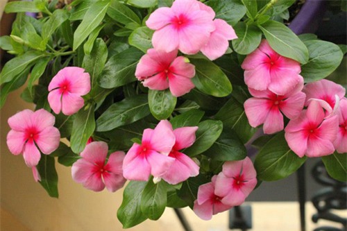 Công dụng chữa bệnh của cây dừa cạn