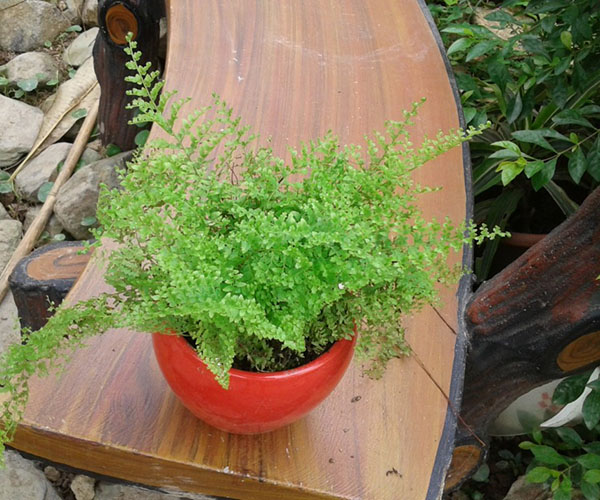 Cây dương xỉ chữa bênh gì