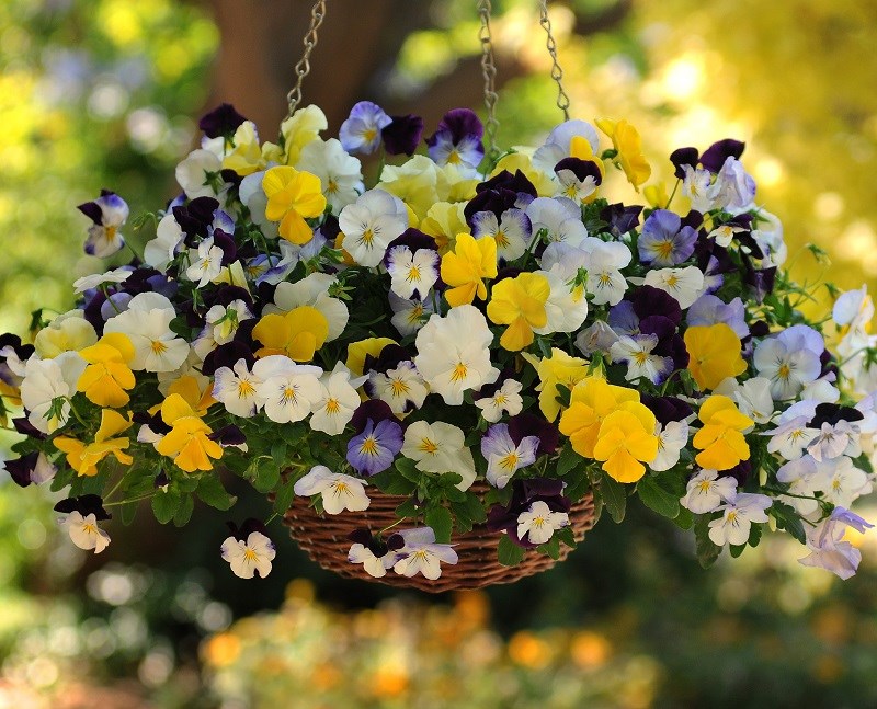 Mê mẩn với hoa păng xê đầy sắc màu