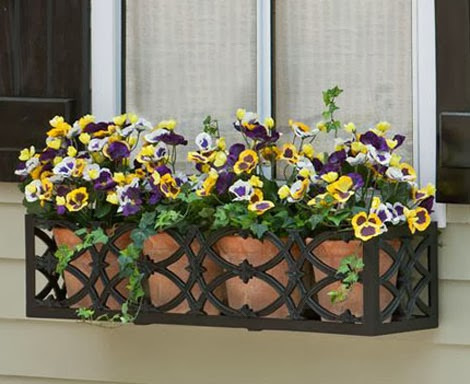 Mê mẩn với hoa păng xê đầy sắc màu