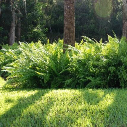 Cách chăm sóc cây dương xỉ 4