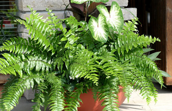 Cây dương xỉ chữa bênh gì3