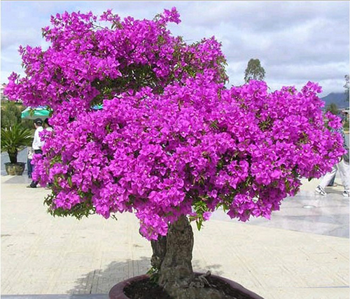 thơ về hoa giấy3