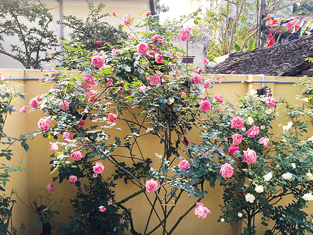 Hoa hồng cổ Sapa thu hút người chơi hoa