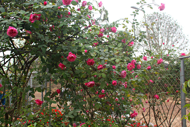 Hoa hồng cổ Sapa thu hút người chơi hoa