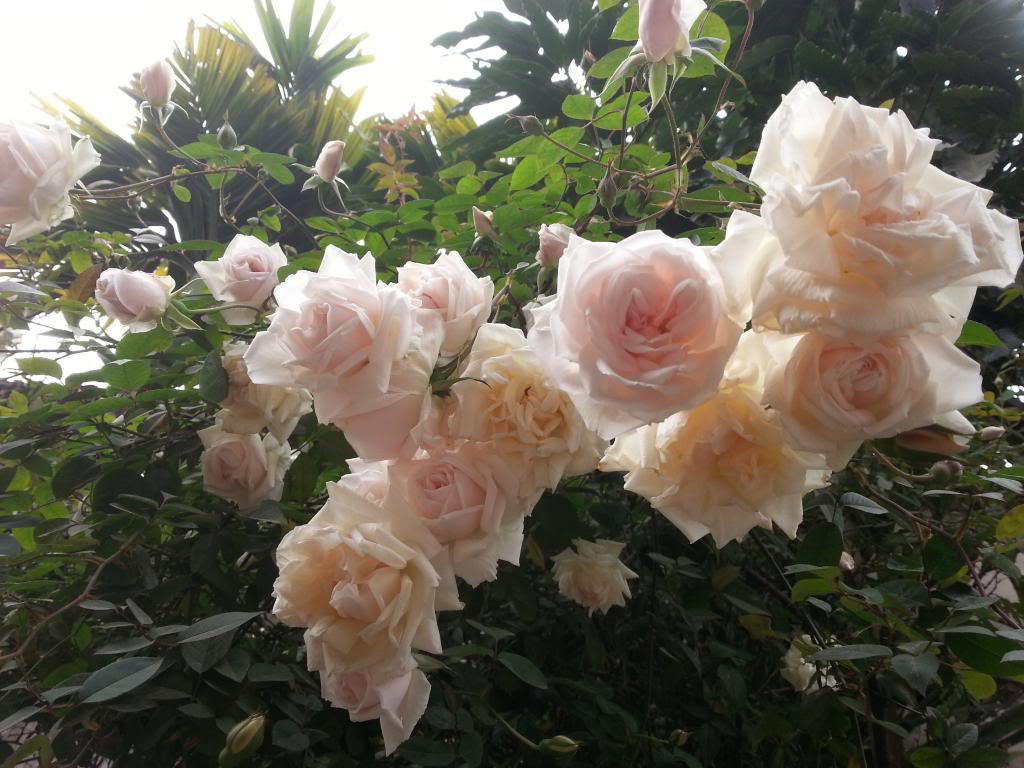 Hoa hồng cổ Sapa thu hút người chơi hoa