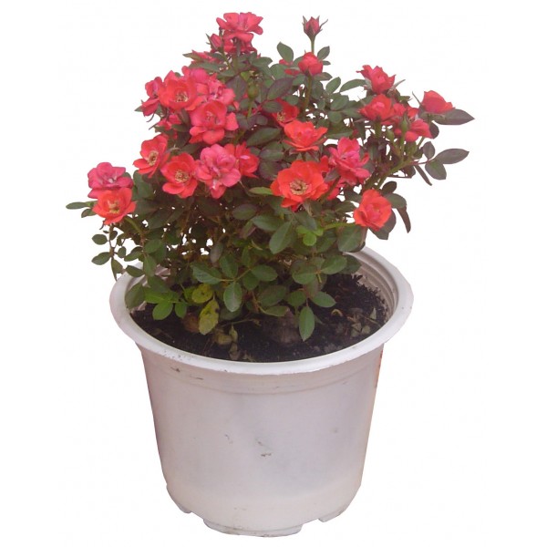 Ý nghĩa và cách chăm sóc hoa hồng tỉ muội trong chậu