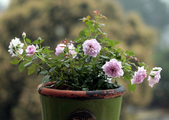 Ý nghĩa và cách chăm sóc hoa hồng tỉ muội trong chậu