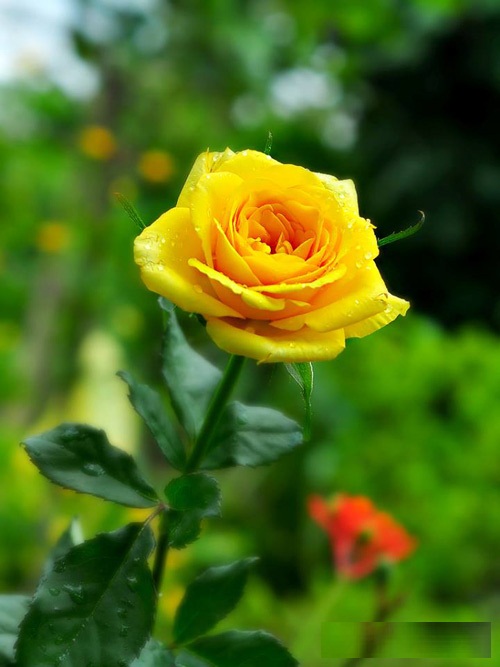 Hoa hồng vàng chân thành tin tưởng