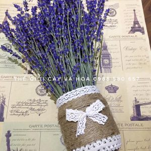 Hoa oải hương khô (Lavender)