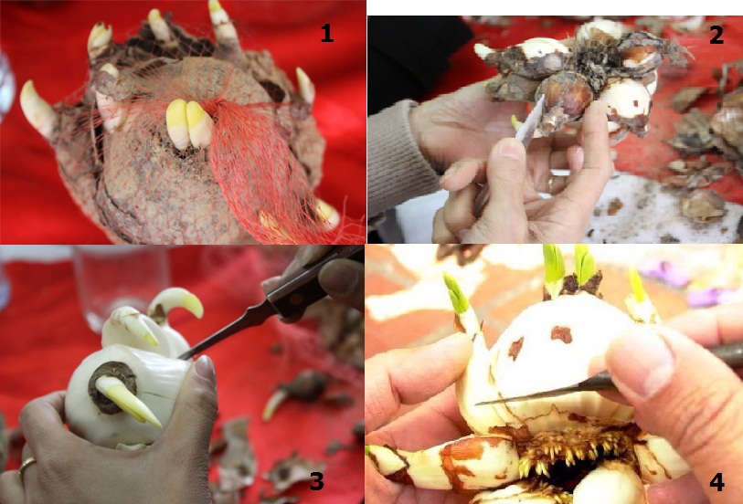 Cách trồng thủy tiên cho hoa đúng dịp