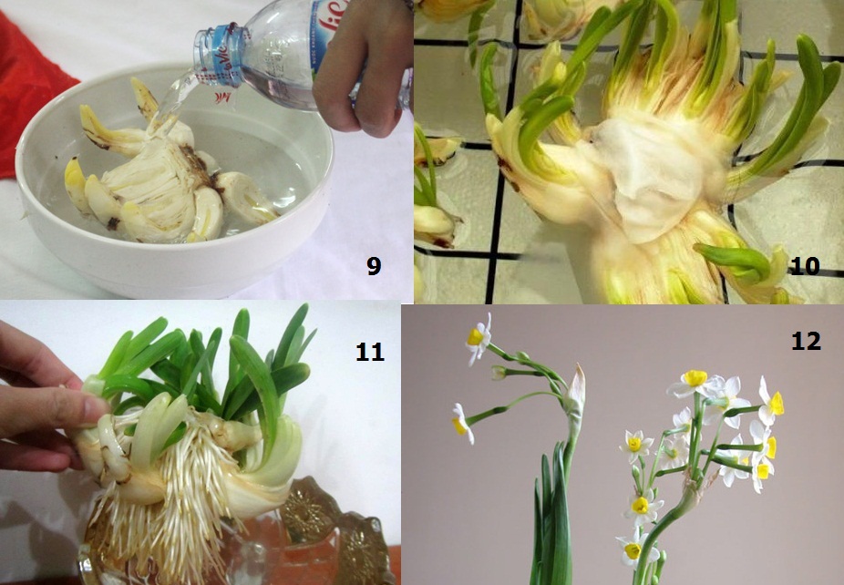 Cách trồng thủy tiên cho hoa đúng dịp