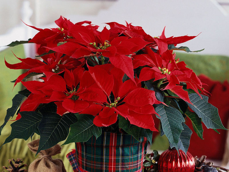 Cây hoa trạng nguyên có ý nghĩa như thế nào?