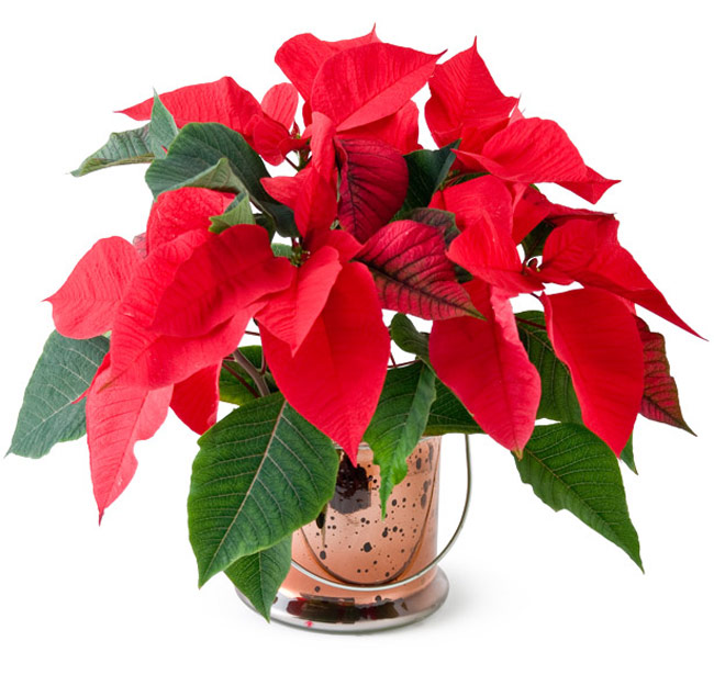 Cây hoa trạng nguyên có ý nghĩa như thế nào?