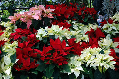 Cây hoa trạng nguyên có ý nghĩa như thế nào?