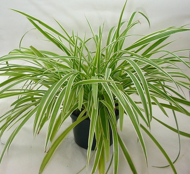 Hướng dẫn trồng và chăm sóc cây dây nhện