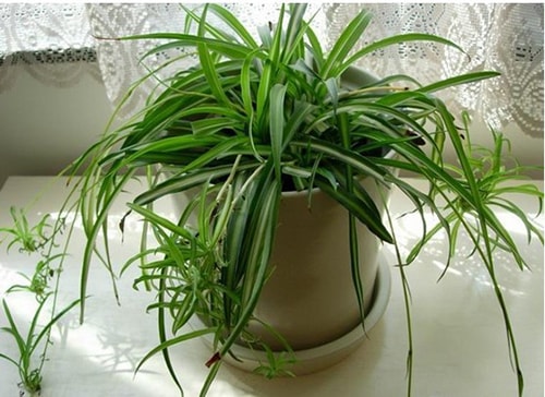 Hướng dẫn trồng và chăm sóc cây dây nhện