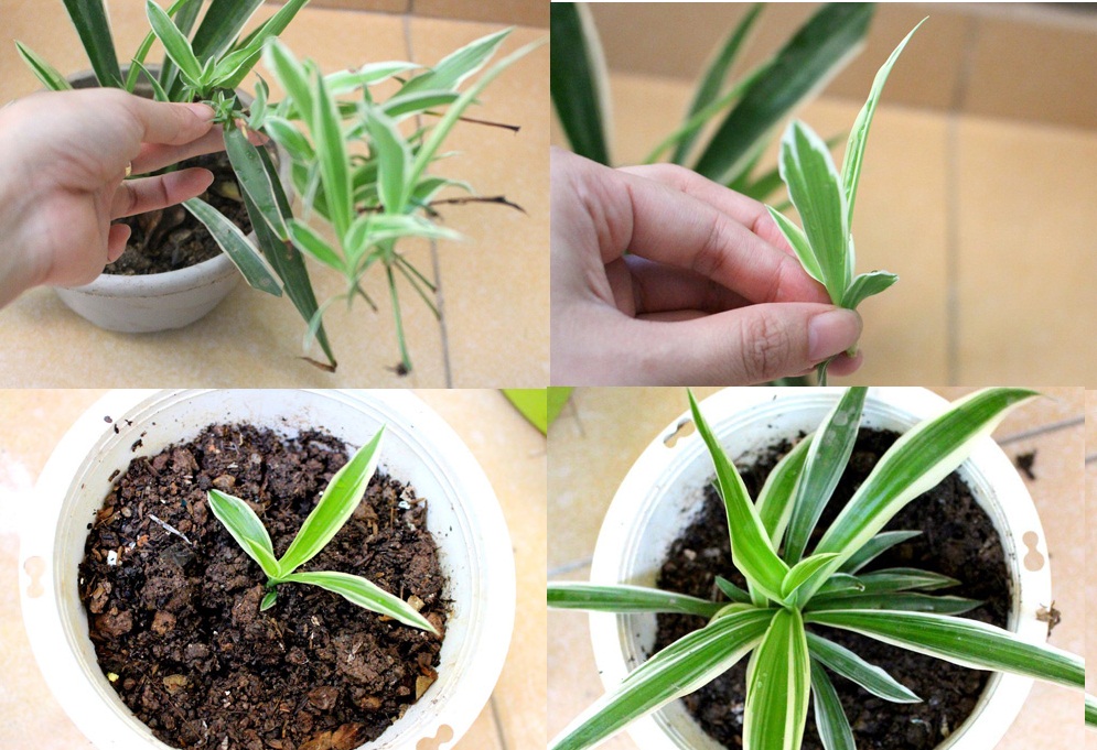 Hướng dẫn trồng và chăm sóc cây dây nhện