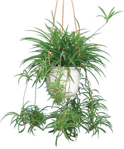 Hướng dẫn trồng và chăm sóc cây dây nhện