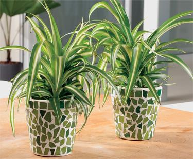 Hướng dẫn trồng và chăm sóc cây dây nhện