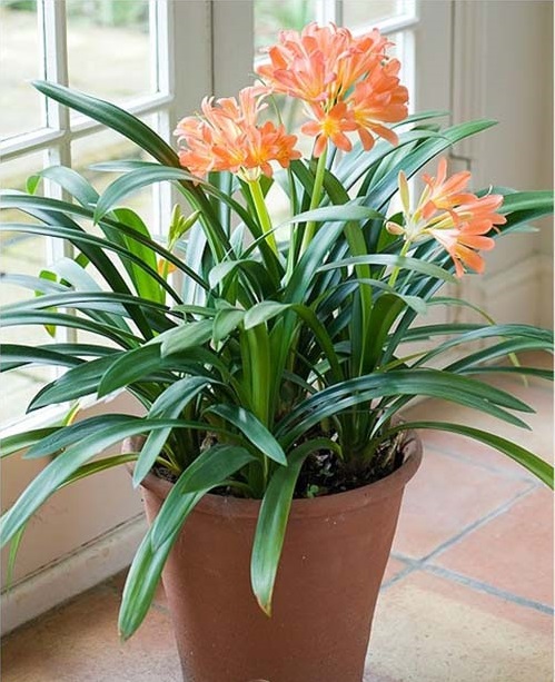 Hỏi đáp về cách trồng và chăm sóc cây lan quân tử