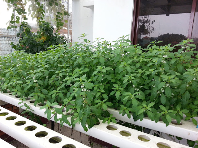 ống trồng cây pvc3