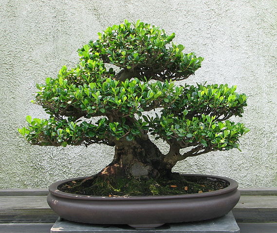 Mai chiếu thủy bonsai mini siêu đẹp