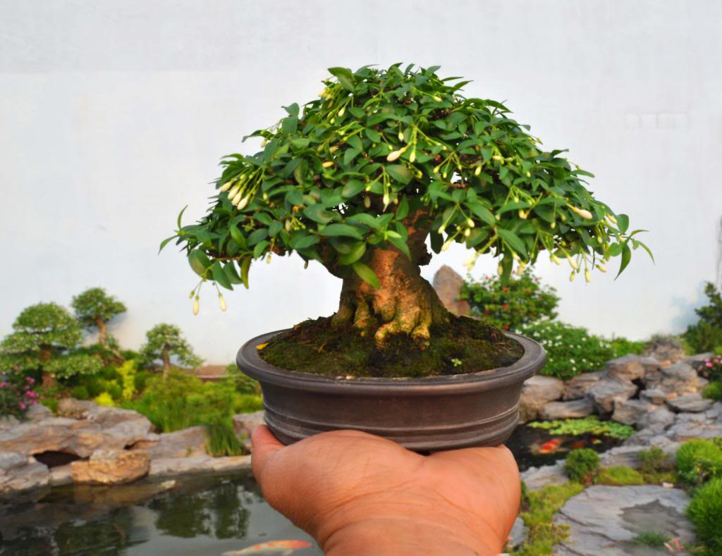 Mai chiếu thủy bonsai mini siêu đẹp