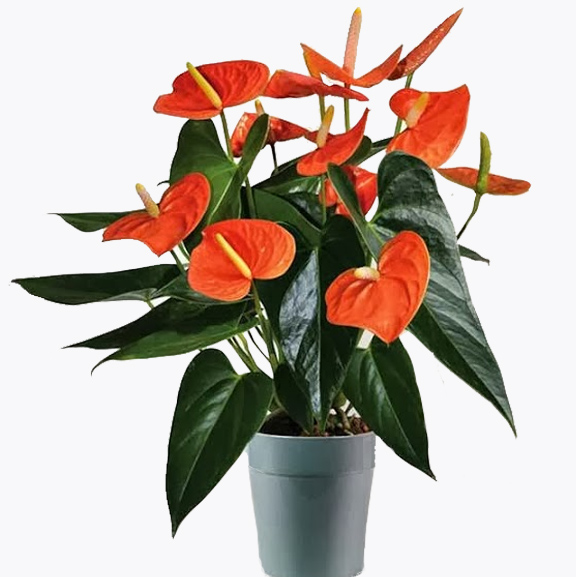 Tuổi con ngựa, tuổi ngọ hợp với cây gì hồng môn