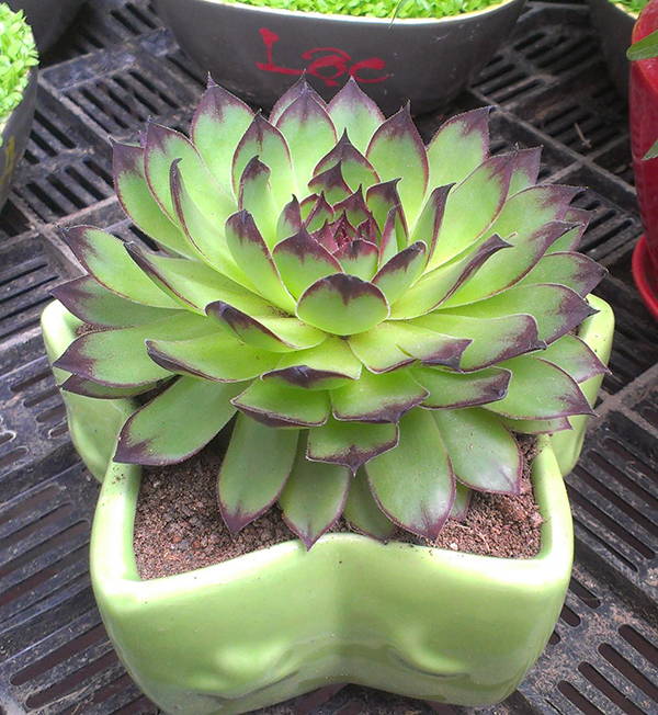 tuổi con gà, tuổi dậu hợp với cây gì sen đá3