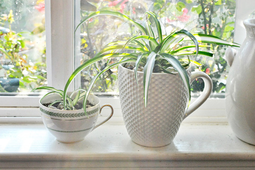 Mua cây dây nhện trang trí thanh lọc không khí