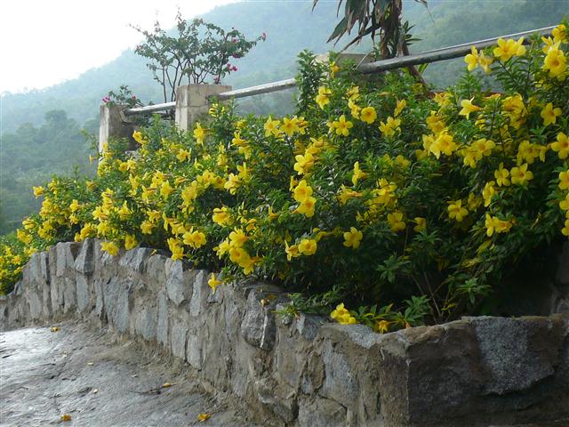 Mua cây huỳnh anh trồng hàng rào ở đâu?