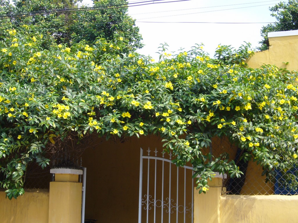 Mua cây huỳnh anh trồng hàng rào ở đâu?